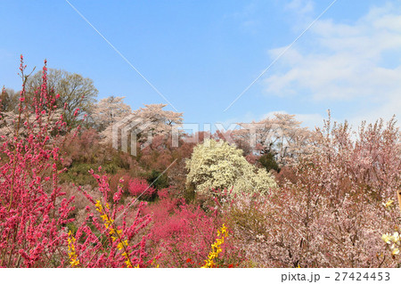花見山(福島市) 花見山(福島市) 27424453