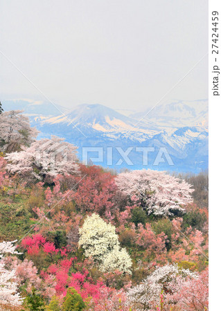 花見山（福島市） 27424459