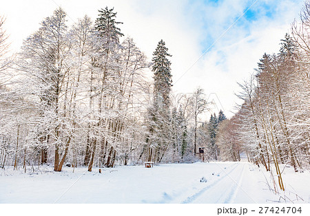 winter forest 27424704