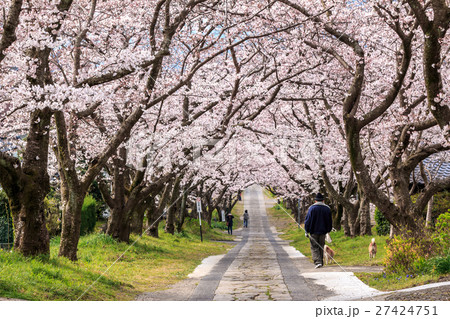 桜のアーチ 桜のアーチ 27424751