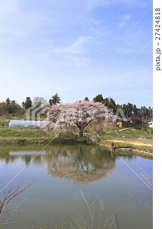 芳水の桜（福島市） 27424818