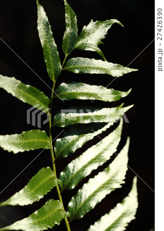 自然　植物　ナガバヤブソテツ、茶色っぽくなった冬の林床で艶々の濃い緑が目立ちます① 27426390