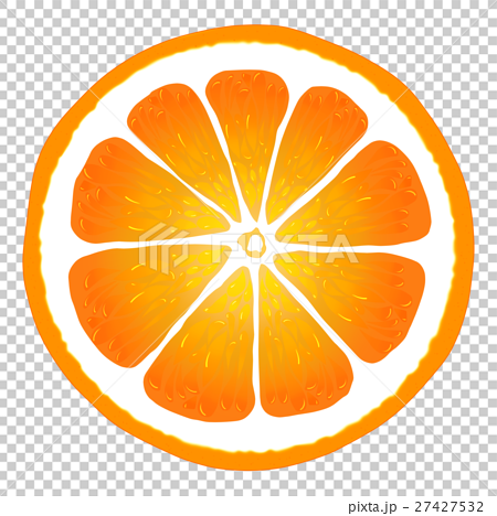 オレンジ 断面のイラスト素材