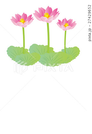 蓮 27429652
