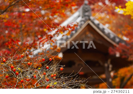 常寂光寺の姫柿 27430211