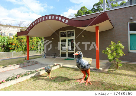 絶滅危惧種 やんばるくいな　クイナの森 27430260