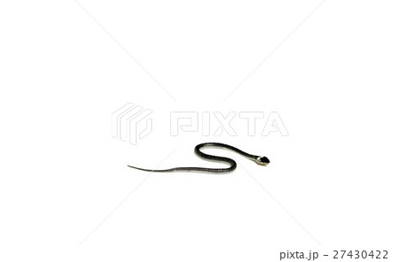 Baby cobra snake on stone floor isolated 27430422