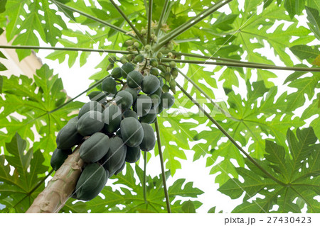 Papaya tree with papaya fruits and branch Papaya tree with papaya fruits and branch 27430423