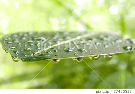 Close up rain water drop on tree leaf Close up rain water drop on tree leaf 27430532