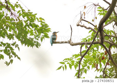 カワセミ (翡翠) その3。 Common kingfisher 27430651