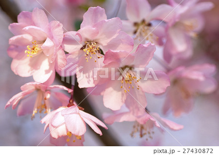 カイドウ　さくら 27430872