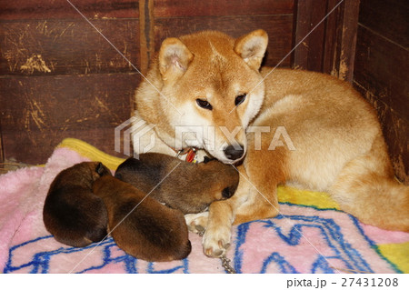 柴犬の親子犬 27431208