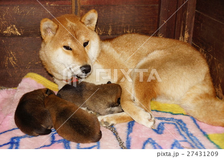 柴犬の親子犬 27431209