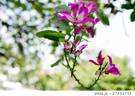 Hong Kong orchid, Purple or Bauhinia flower Hong Kong orchid, Purple or Bauhinia flower 27431713