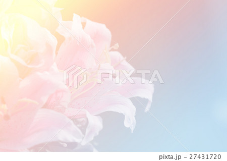 beautiful flowers 27431720