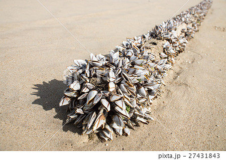Gooseneck barnacles Gooseneck barnacles 27431843