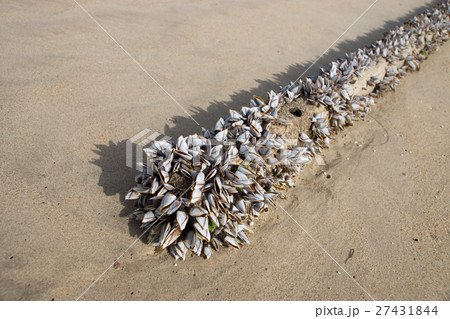 Gooseneck barnacles Gooseneck barnacles 27431844