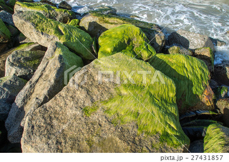 Green algae on rocks at sea. Green algae on rocks at sea. 27431857