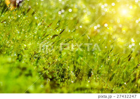 Bark and moss Bark and moss 27432247