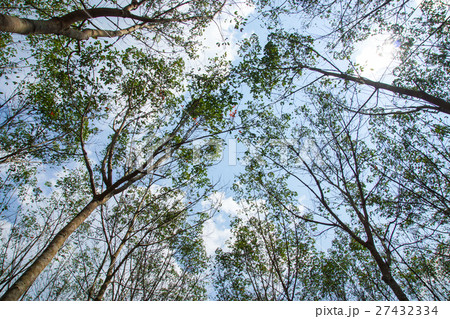 landscape of rubber trees 27432334