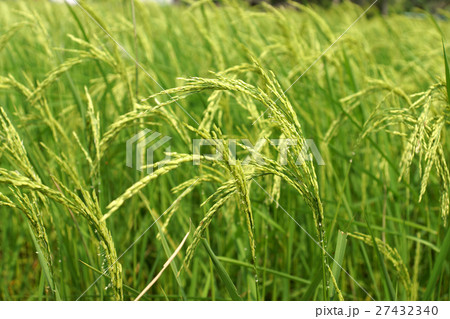 rice plant in rice field rice plant in rice field 27432340