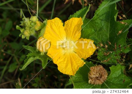 Yellow Pumpkin blossom growing on the vine. 27432464