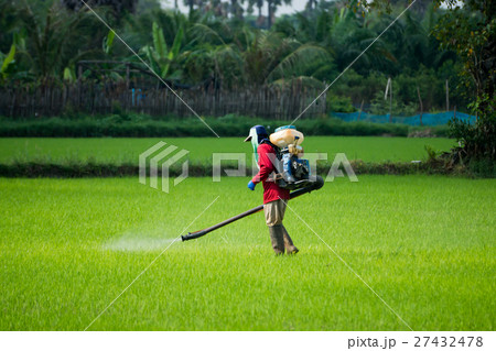 Farmers were spraying herbicides in rice field. 27432478