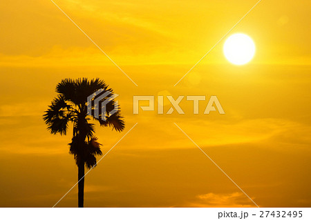 Sugar palm trees with sunset. 27432495