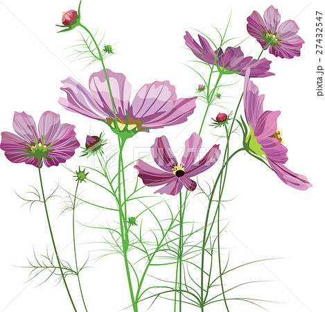 Vector garden flowers, Cosmos bipinnatus 27432547