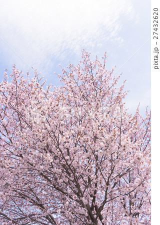 桜(空バック ハイキー) 桜(空バック ハイキー) 27432620
