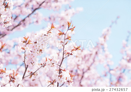 桜 ハイキー の写真素材