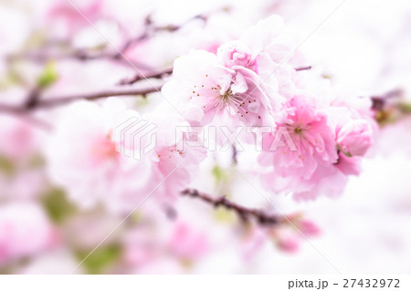 桃の花 27432972