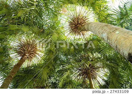 Palm tree on isolate background. Palm tree on isolate background. 27433109