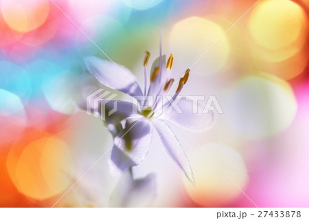 Flowers Flowers 27433878