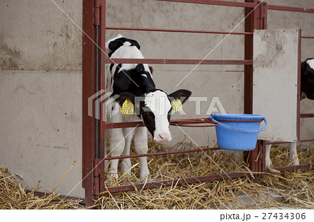 動物 牛 動物 牛 27434306