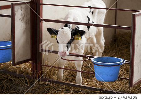 動物　牛 27434308