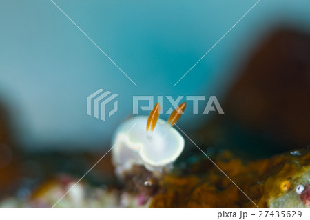 ヘリシロイロウミウシ 27435629