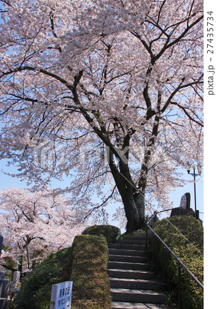 智恵子の杜公園の桜（詩碑の丘） 27435734
