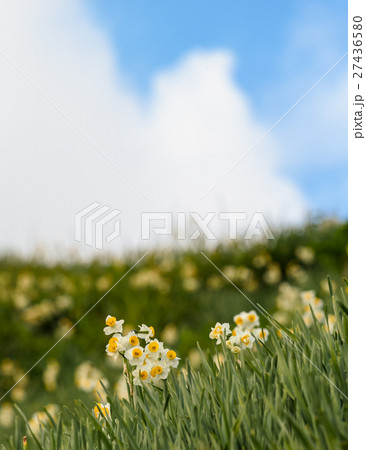 灘黒岩水仙郷 灘黒岩水仙郷 27436580