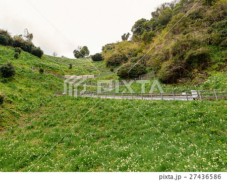 灘黒岩水仙郷 灘黒岩水仙郷 27436586