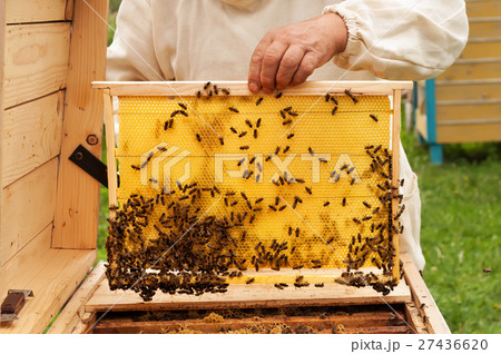 Beekeeper on apiary. pulling frame from the hive 27436620