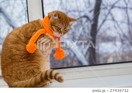 Red cat in an orange scarf Red cat in an orange scarf 27436732