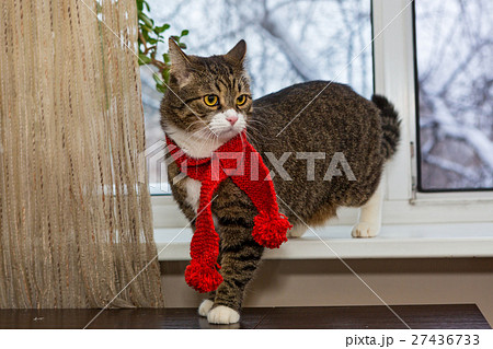 Cat in a red scarf sits on the windowsill 27436733