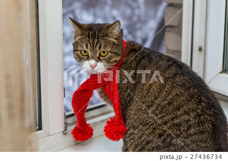 Cat in a red scarf sits on the windowsill Cat in a red scarf sits on the windowsill 27436734