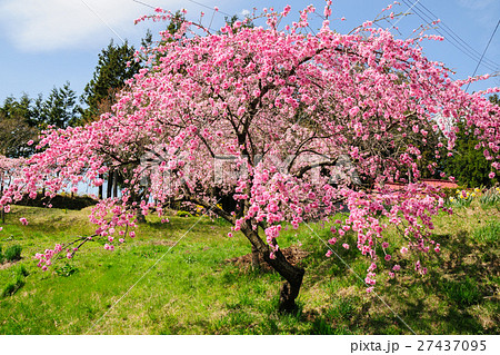 避難区域の桜 27437095