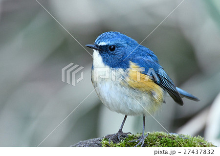 ルリビタキのオス 27437832