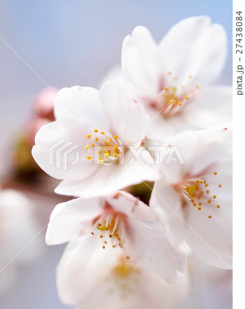 ピンクの桜の花が満開 ピンクの桜の花が満開 27438084