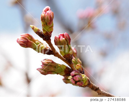 ピンクの桜のつぼみ 27438086