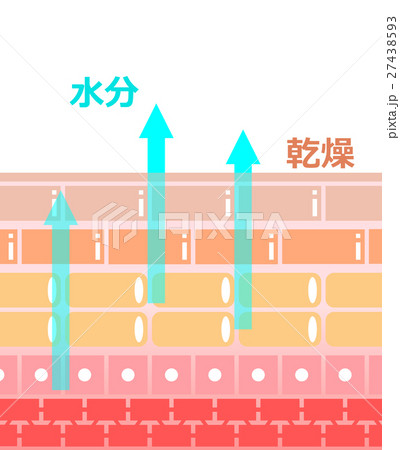 肌の乾燥 肌の乾燥 27438593