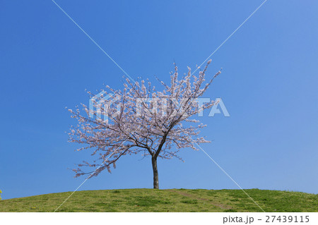 一本の桜 一本の桜 27439115
